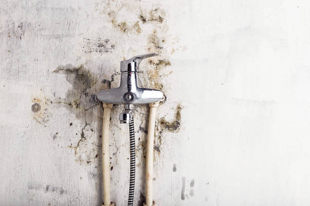 Best Best Mold Removal Companies  in Northampton, PA