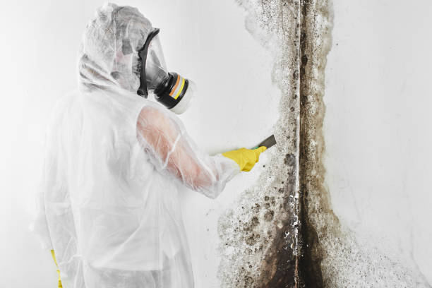 Best Attic Mold Removal  in Northampton, PA
