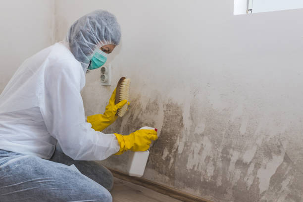 Best Mold Removal and Inspection  in Northampton, PA