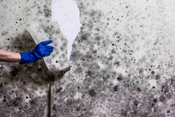Best Office Mold Removal Services  in Northampton, PA