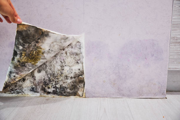 Best Mold Damage Repair  in Northampton, PA